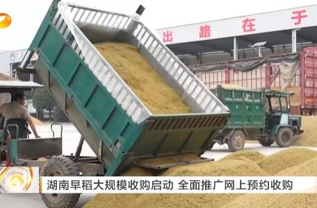 湖南卫视《午间新闻》丨湖南早稻大规模收购启动 全面推广网上预约收购