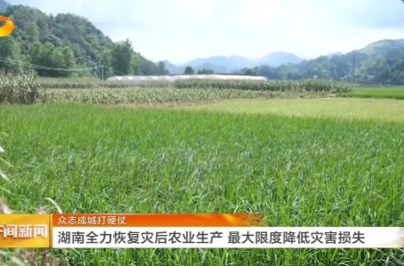 湖南卫视《午间新闻》丨众志成城打硬仗 湖南全力恢复灾后农业生产 最大限度降低灾害损失