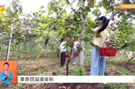湖南新闻联播丨果香四溢漫金秋