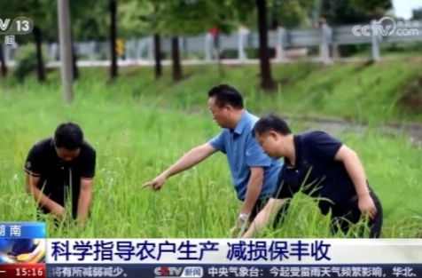 央视关注！鼎城科学指导农户生产 减损保丰收