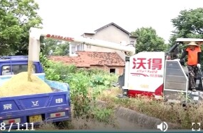 韩公渡镇牛皇庵村：金色稻浪庆丰收 供销护航粮满仓