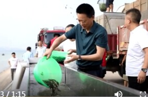 鼎城：人工增殖放流81万尾（只）