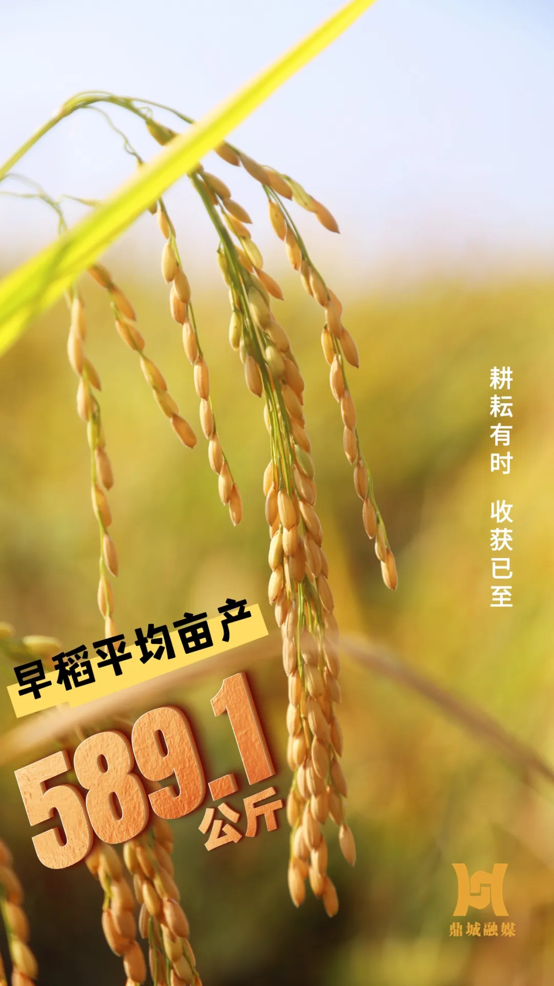 海报丨喜看稻菽千重浪!亩产589.1公斤的丰收