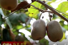 刘安星：先锋领航"云"阵地   致富路上显担当