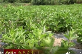 双桥坪镇南洋坪村：特色产业激活春水   党建引领绘就新卷