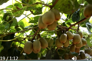 石公桥镇：生态种植结硕果 猕猴桃丰产待上市