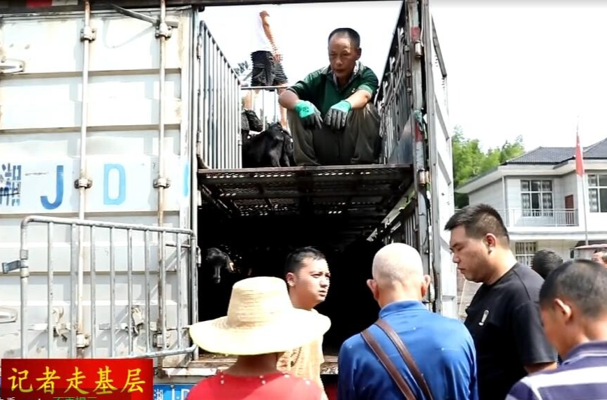 鼎城：免费羊苗送上门 农户增收底气足