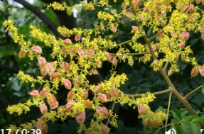 鼎城：栾树进入盛花期   一路一景美如画