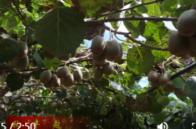 石公桥镇李家桥村：藤上结出“黄金果” 尽享甜“猕”好滋味