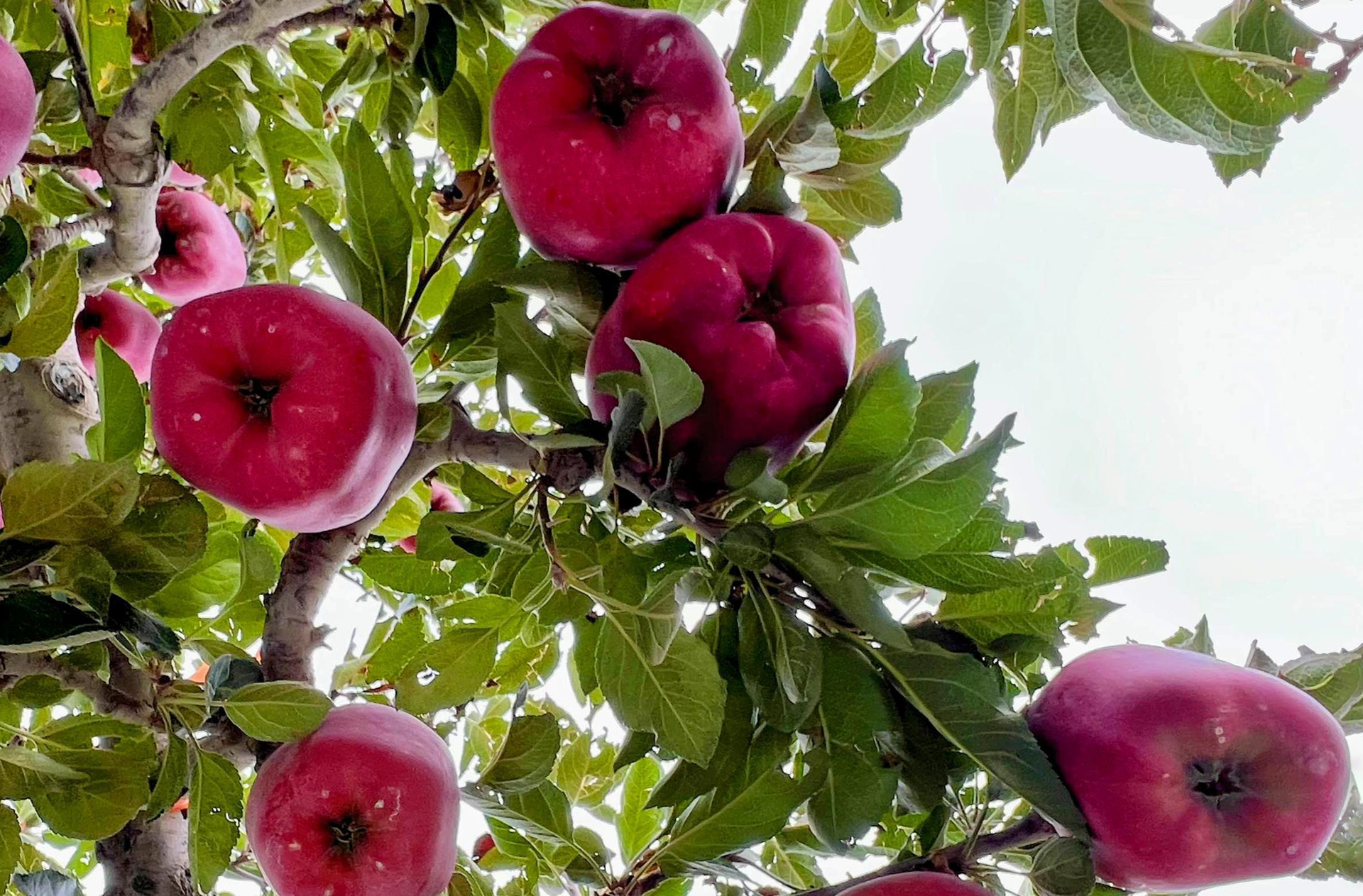 时政微观察丨丰收时节感悟总书记的“三农”情怀