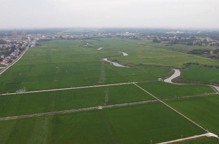 港中坪粮食生产万亩综合示范片晚稻丰收在望