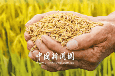 习言道｜粮食安全是战略问题