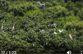 鸟儿洲国家湿地公园入选国家重要湿地名录