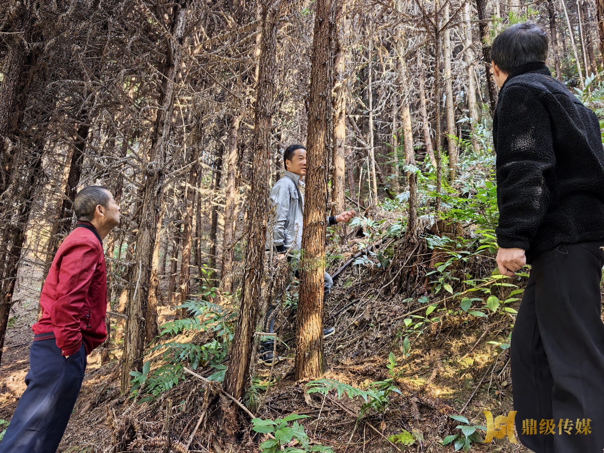 鼎城区开展森林质量提升技术指导
