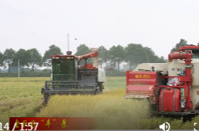 鼎城:晚稻开镰 抢收抢烘有序推进