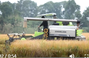 许家桥回维乡：金秋稻浪翻涌  晚稻抢收正酣