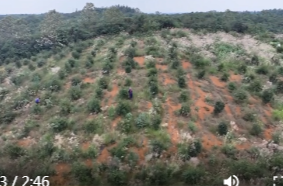 谢家铺镇鹿角坪村：400亩油茶喜获丰收  绿色产业铺就富民路