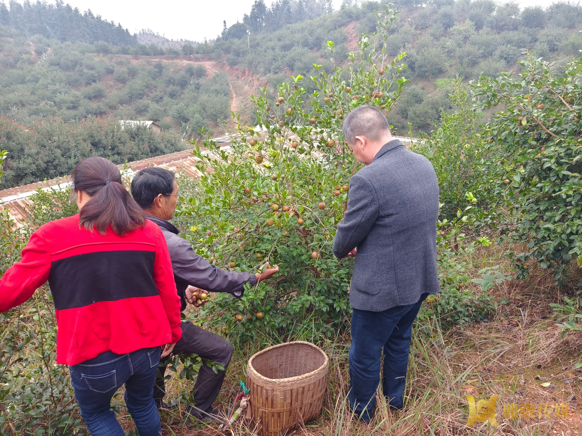 省林业专家来鼎城区开展油茶测产