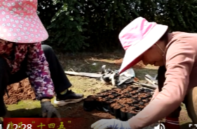 镇德桥镇：“鲜花经济”铺就“花样”致富路