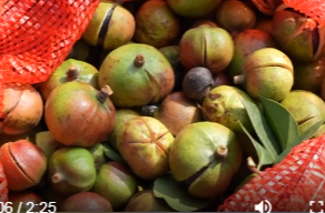 周家店镇：千亩油茶挂“金果” 荒山变成“致富岗”