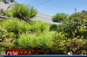 石板滩镇：“产业路”升级   赋能“美丽经济”发展