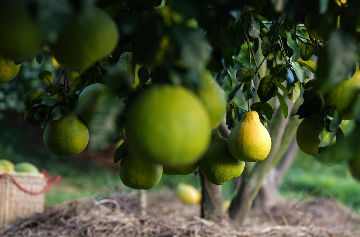 时政画说丨柚见丰年