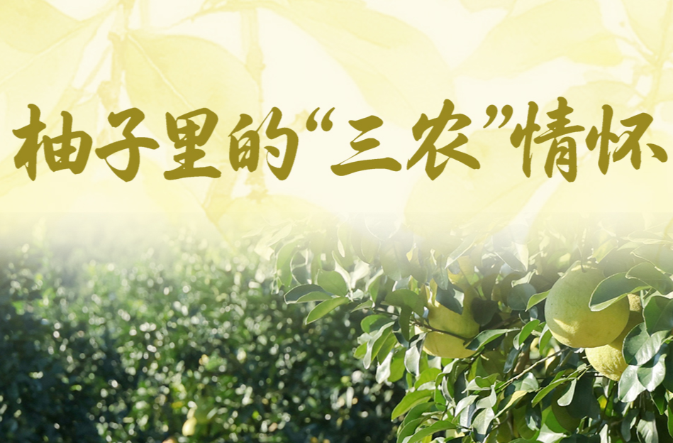 一见·柚子里的“三农”情怀