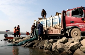 鼎城： 30万尾（只）苗种放流沅水牛鼻滩段