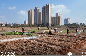 红云街道停车场社区：“共享菜园”成居民幸福增收地