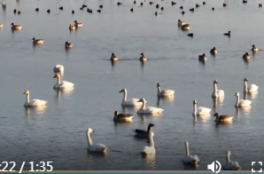 鸟儿洲国家湿地公园：近百只天鹅如期而至
