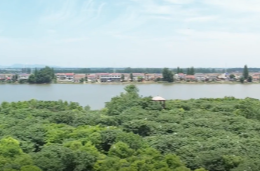 鸟儿洲湿地公园：湿地好生态 众多鹭鸟栖