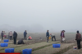 郭家铺街道三叉湖社区：打造家门口的富民产业