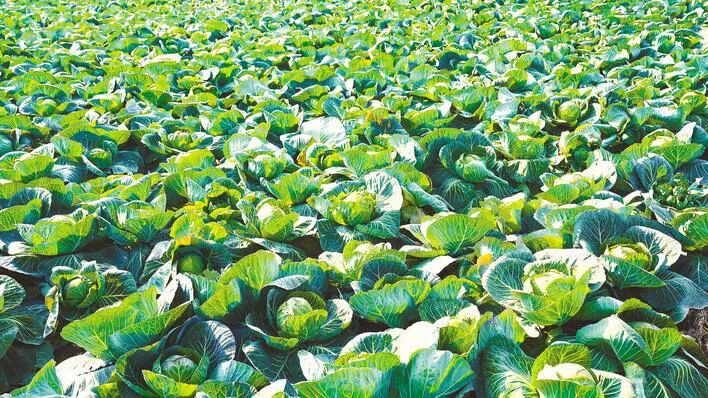 好评中国丨培育“金种子” 提稳“菜篮子” 托起“好日子”