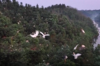 花岩溪景区：引鹭回归 带火“美丽经济”