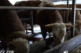 尧天坪镇朱家冲村： 黄牛产业激活乡村振兴“引擎”