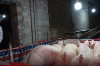 韩公渡镇立新村：800头优质生猪夜间出栏