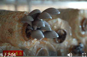 许家桥回维乡民族村：小菌菇撑起农户“致富伞”