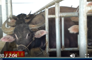 许家桥回维乡民族村：“牛”产业拓宽村民致富路