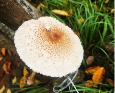 常德卫健部门、疾控部门温馨提醒：不采摘、不食用野生蘑菇