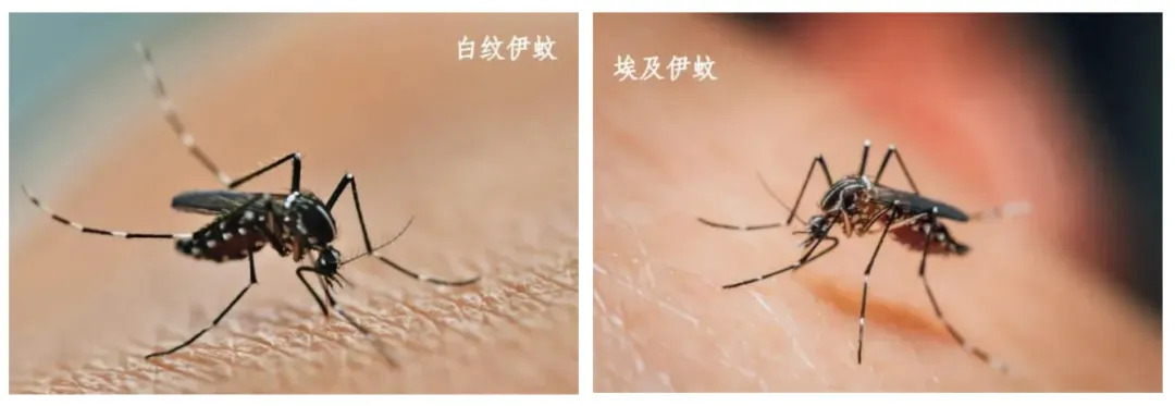 鼎城人注意！“蚊子包”可能让你“热”情似火？疾控中心紧急科普！