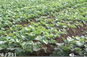 陈远到十美堂镇、蒿子港镇调研农业生产与乡村振兴工作