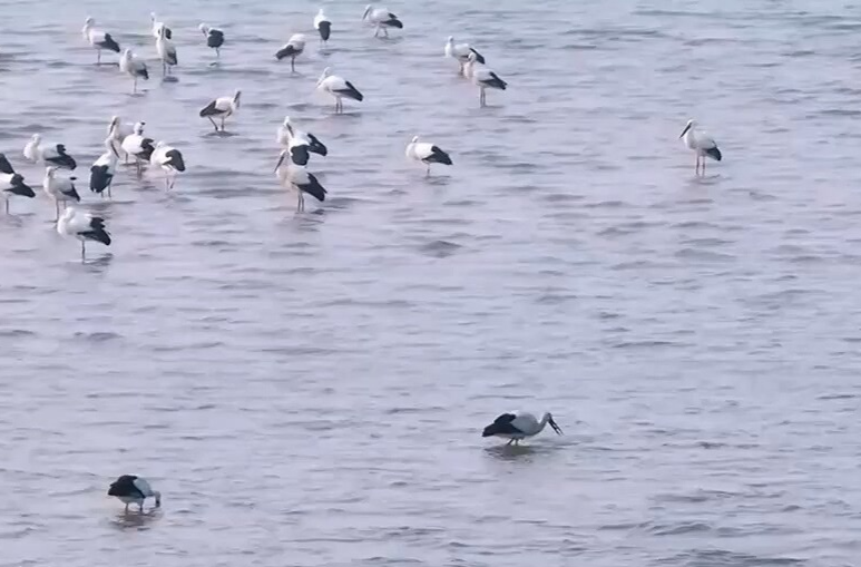 【新思想引领新征程】十年蝶变 谱写新时代长江之歌