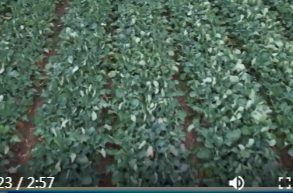 鼎城:寒潮来袭   农技专家田间“把脉开方”