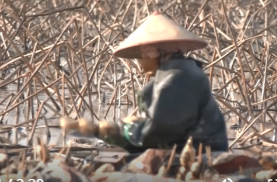 中河口镇复兴村：冬日藕塘丰收忙 “泥里掘金”促增收