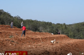 草坪镇兴隆街村：昔日荒山变茶林  林下生金促振兴