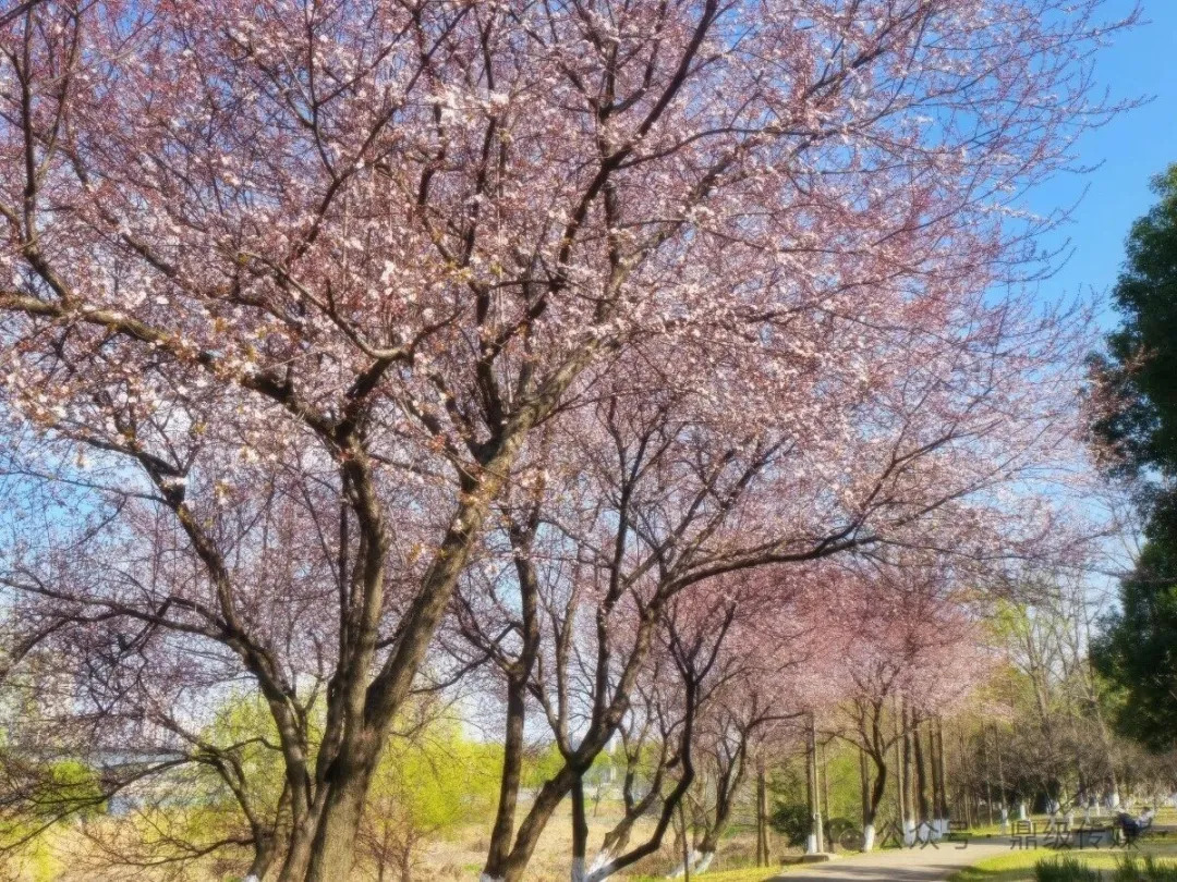 快来打卡！江南城区春日赏花“站点”限定上线