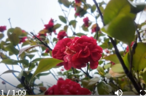 湖南应用技术学院：春雨润泽  校园“花”式焕新