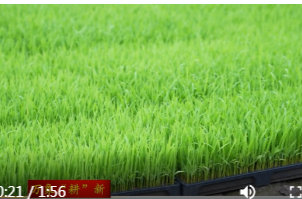 蒿子港镇：旱地硬床育秧新技术 节本增效保春耕