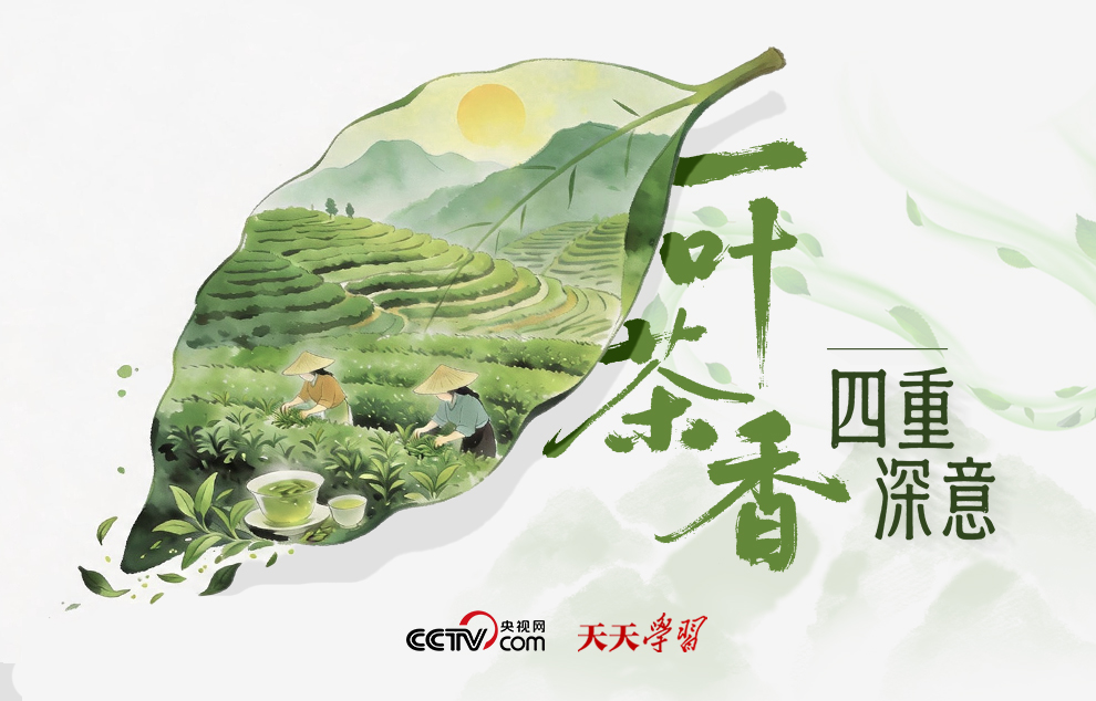 天天学习｜一叶茶香 四重深意