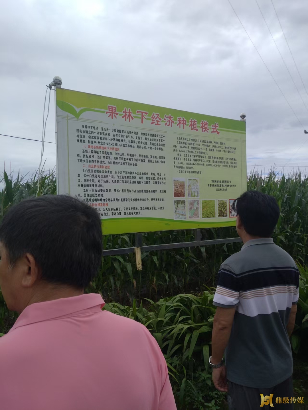 鼎城区老科协深入农业科技示范基地开展专题调研